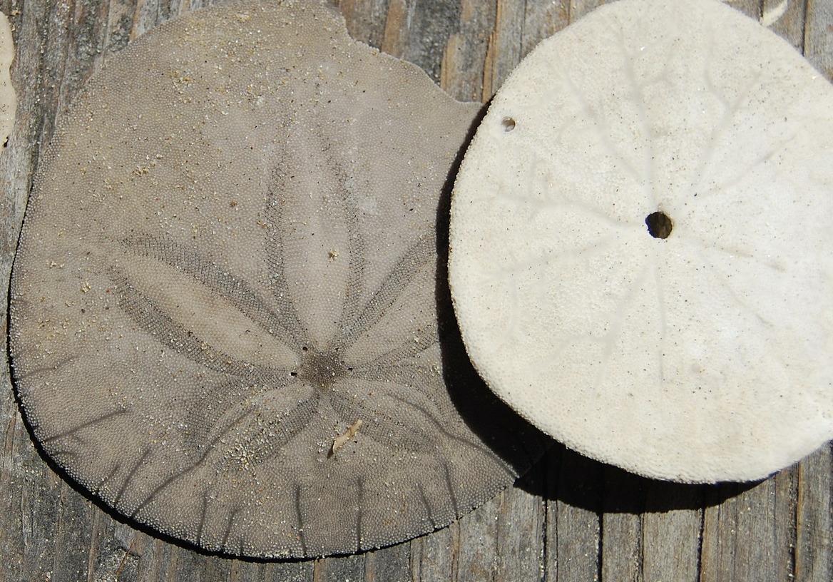 What Does A Sand Dollar Represent