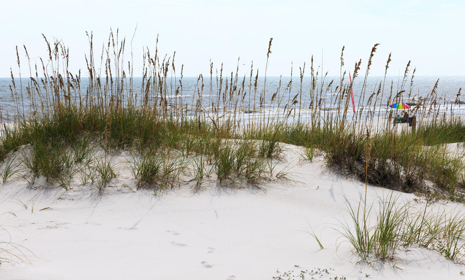 Six Things To Know About Sea Oats Leave Only Footprints
