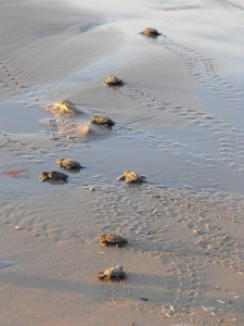 sea turtles cute