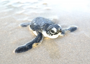 Sea Turtle - Alabama Gulf Coast