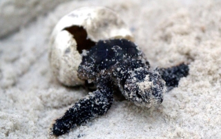 Adopt Sea Turtle