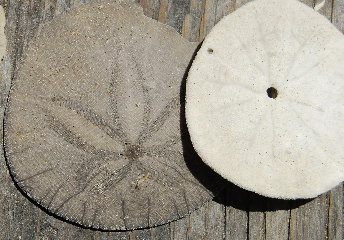 The legend of the sand dollar - Leave Only Footprints