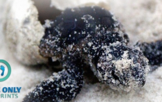 End of Sea Turtle Nesting Season