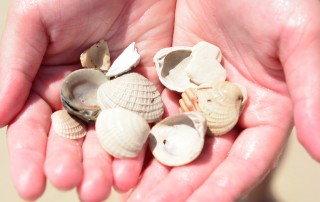 Alabama Gulf Coast seashells
