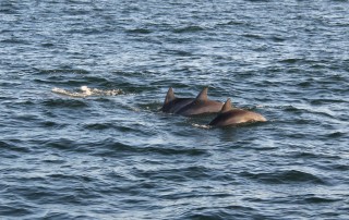Gulf Coast Dolphin Tips