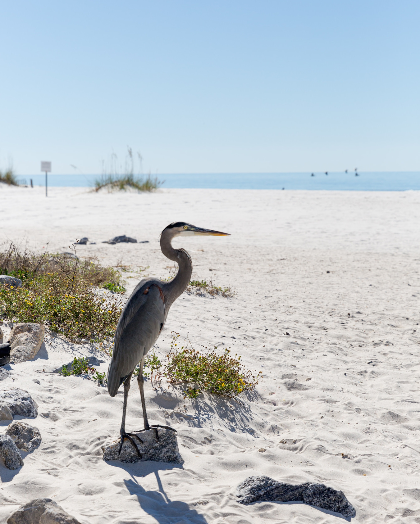 respect-the-animals-you-encounter-at-the-beach-leave-only-footprints