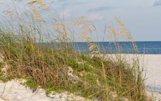 sand dunes on alabama's beaches