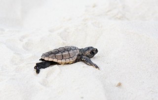 sea turtle hatchling