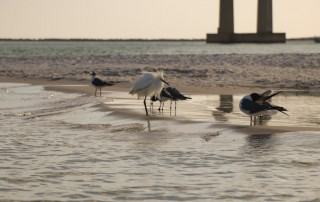 birds standing on beach