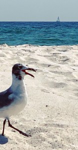 sea gull on the beach