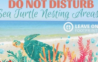 Sea Turtle Nesting | Leave Only Footprints