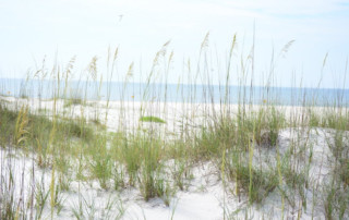 sand dune with sea oats