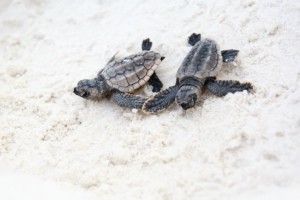 baby sea turtles on the beach