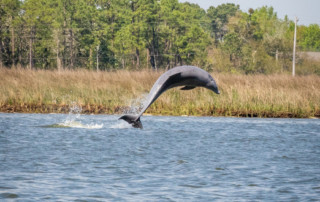 dolphin jumping on Alabama Gulf Coast