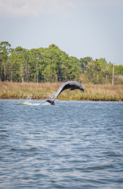 dolphin jumping on Alabama Gulf Coast