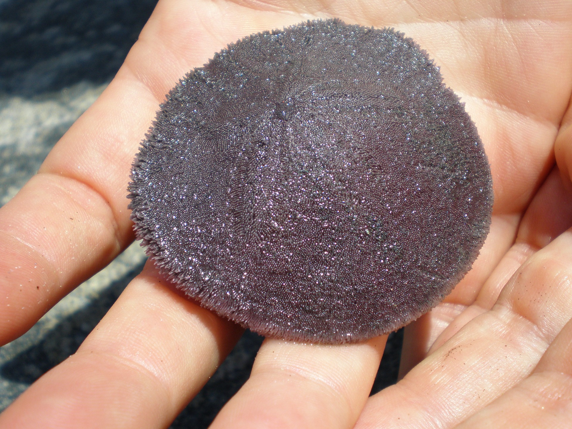 Sand Dollar - Facts and Beyond