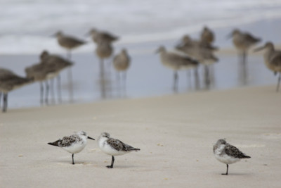 sand pipers on the beach