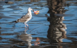 seagull with snack