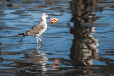 seagull with trash in beak