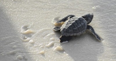 baby sea turtle on beach