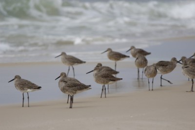 birds on shoreline