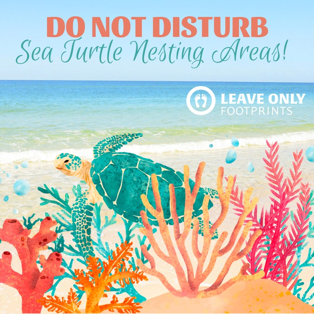 World Sea Turtle Day 16 June Leave Only Footprints