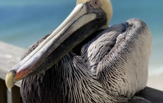 A picture containing sky, outdoor, bird, pelican Description automatically generated