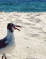 sea gull on the beach