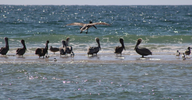 A group of birds in the water Description automatically generated with low confidence