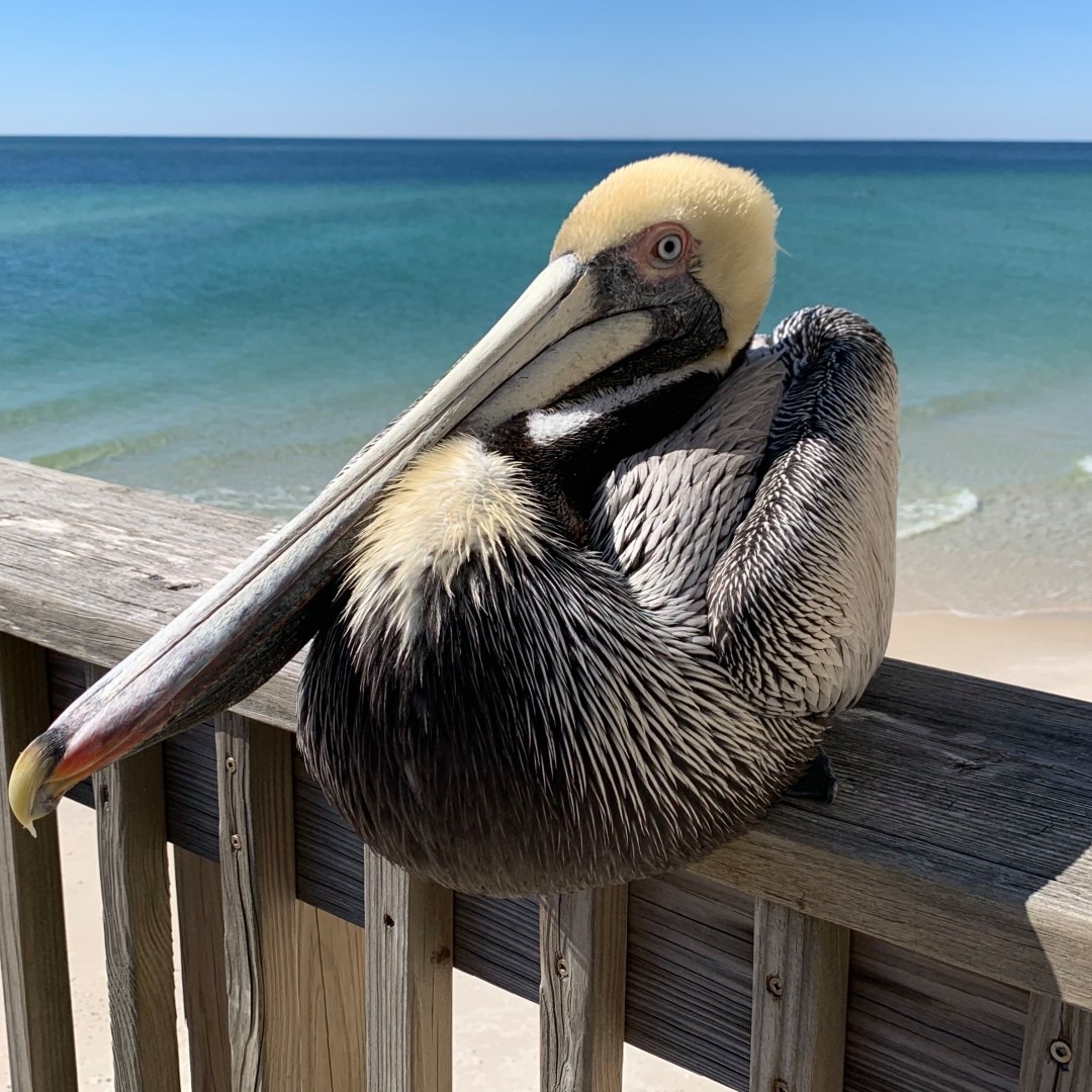 A pelican sitting on a wooden railing Description automatically generated