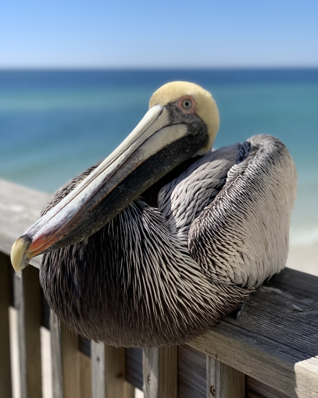 A picture containing sky, outdoor, bird, pelican Description automatically generated